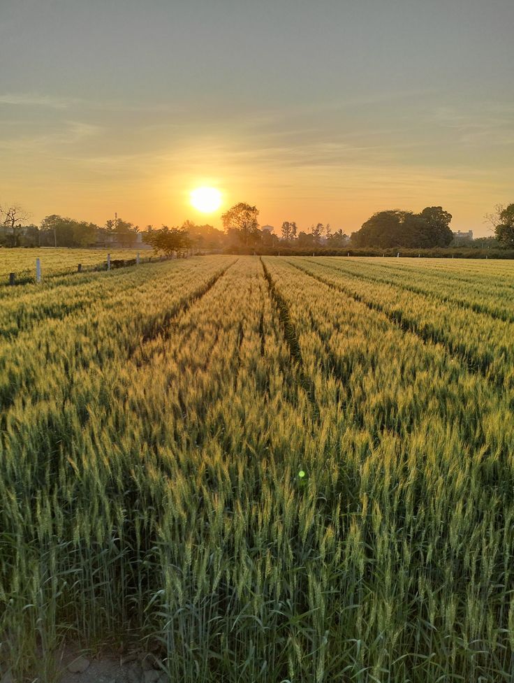 Village wheat field